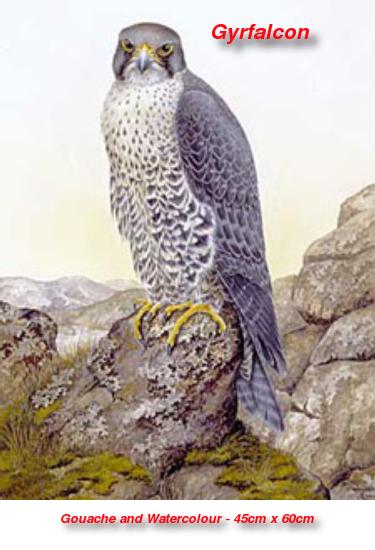 gyrfalcon.jpg