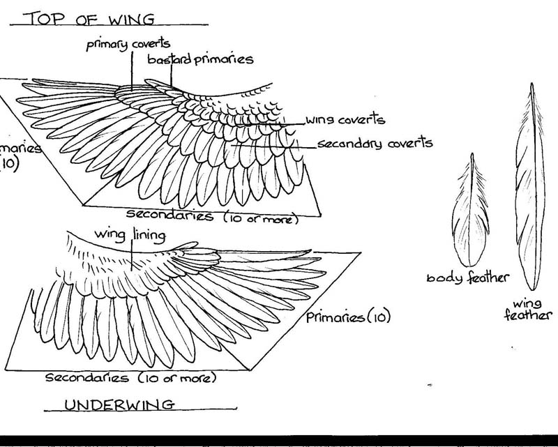 wing diagram it is wings and on wing diagram it is wings and on
