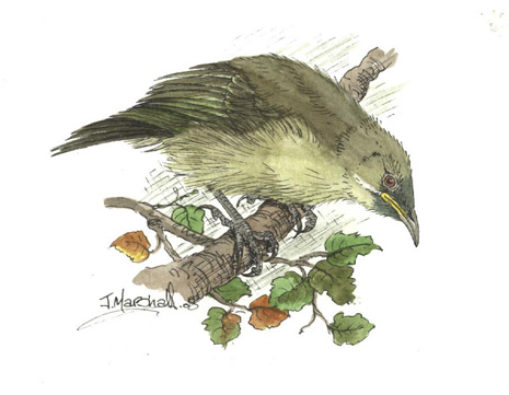 bellbird.jpg