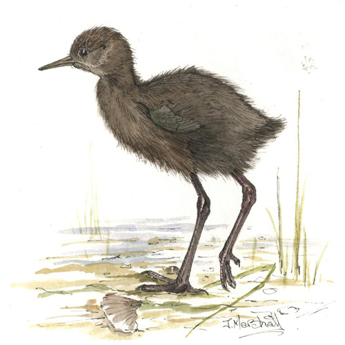 blackstilt.jpg