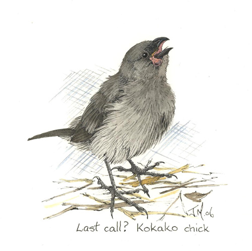 kokako.jpg