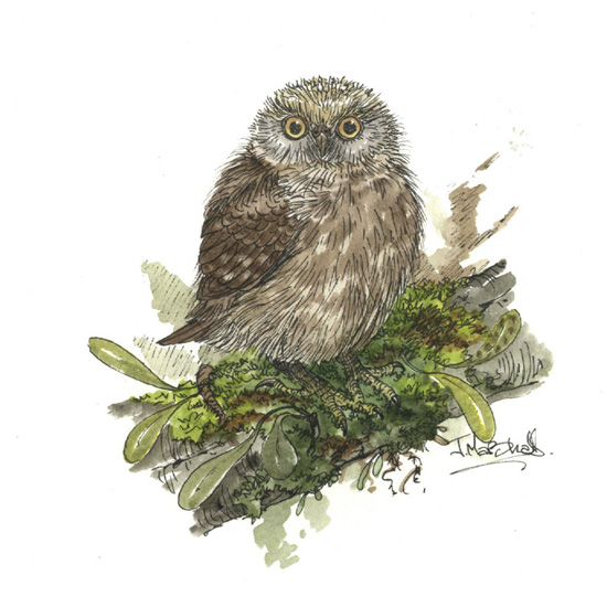 morepork.jpg