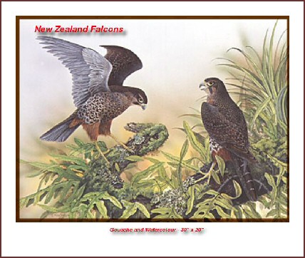 NZ Birds of Prey, NZ Falcon, Harrier