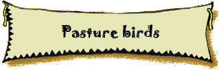 Pasture birds