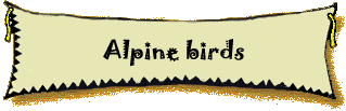 Alpine birds