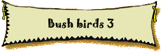 Bush birds 3