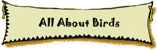 All About Birds