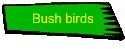 Bush birds