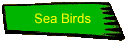 Sea Birds