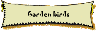Garden birds