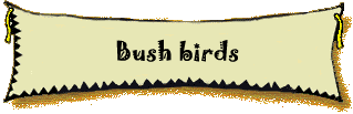 Bush birds